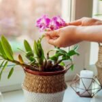 Hobi merawat bunga bisa menghasilkan cuan.