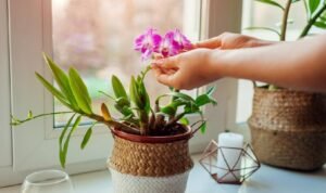 Hobi merawat bunga bisa menghasilkan cuan.